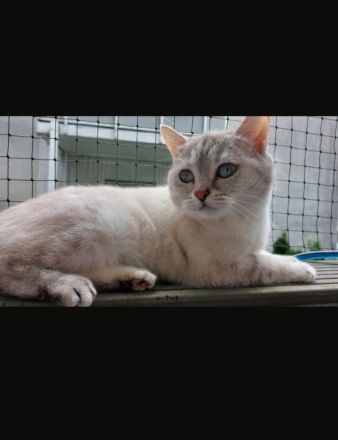 Zuhause gesucht