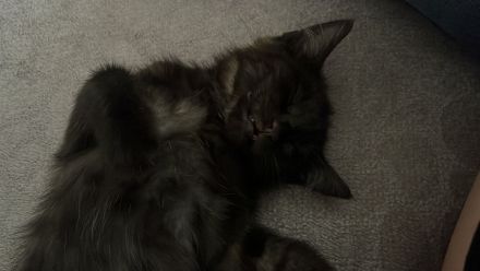 Kitten