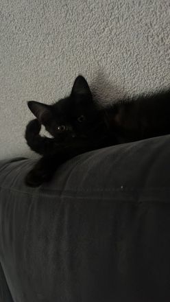 Kitten