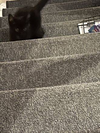 Kitten