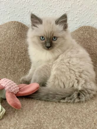 Reinrassige typvolle Ragdoll Kitten blue mitted blaue Augen verschmust Familienkatze