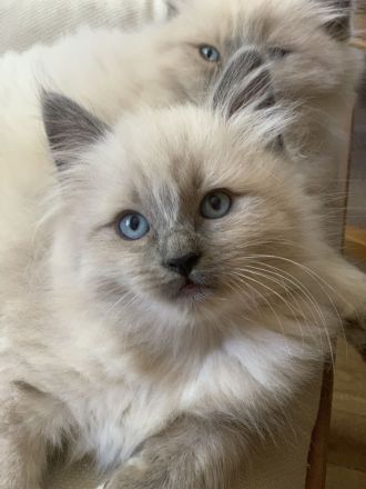 Reinrassige typvolle Ragdoll Kitten blue mitted blaue Augen verschmust Familienkatze