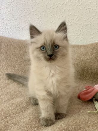Reinrassige typvolle Ragdoll Kitten blue mitted blaue Augen verschmust Familienkatze