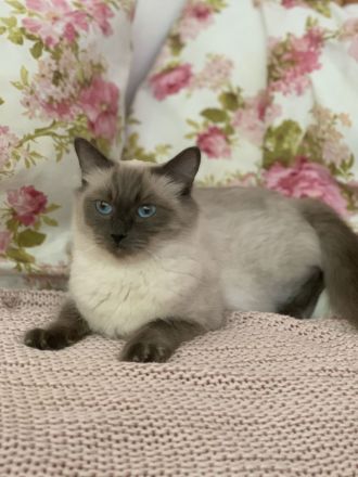 Reinrassige typvolle Ragdoll Kitten blue mitted blaue Augen verschmust Familienkatze