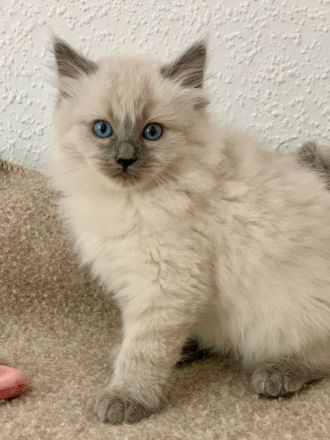 Reinrassige typvolle Ragdoll Kitten blue mitted blaue Augen verschmust Familienkatze
