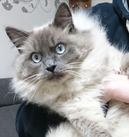 Reinrassige typvolle Ragdoll Kitten blue mitted blaue Augen verschmust Familienkatze
