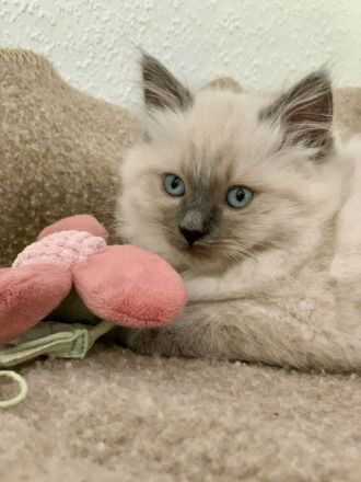 Reinrassige typvolle Ragdoll Kitten blue mitted blaue Augen verschmust Familienkatze