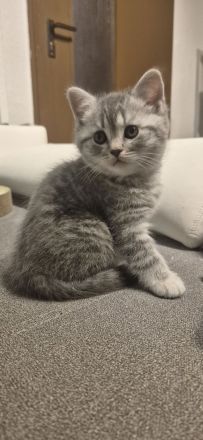 BKH Kitten