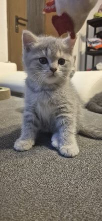 BKH Kitten