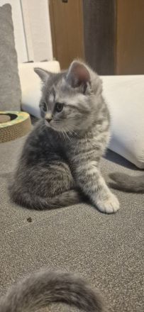 BKH Kitten