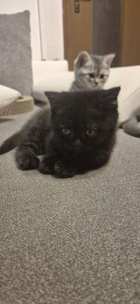 BKH Kitten