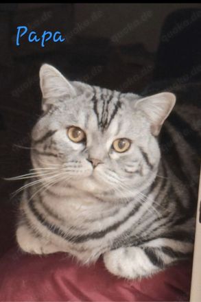 BKH Kitten