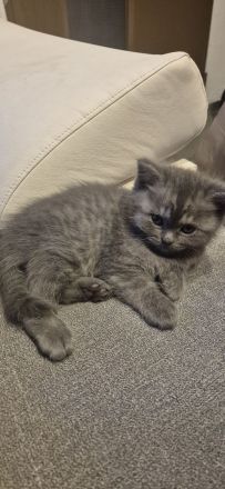 BKH Kitten