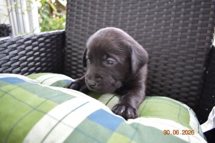 Labrador Welpen Showlinie