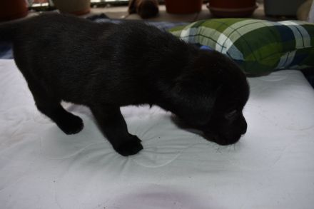 Labrador Welpen Showlinie