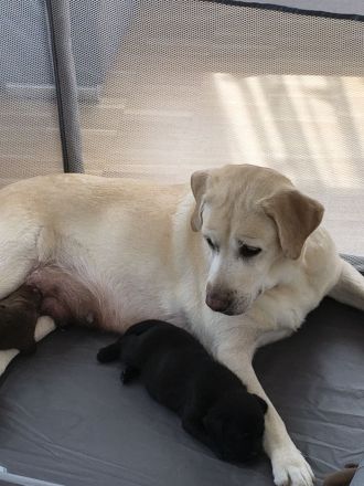Labrador Welpen Showlinie