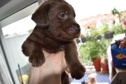 Labrador Welpen Showlinie