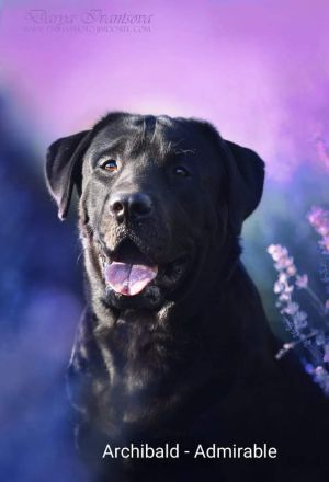 Labrador Welpen Showlinie