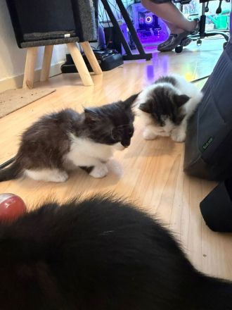 Drei zuckersüße Mai-Kitten (Birma/Ragdoll-Mix) suchen ab August ein Traumzuhause!