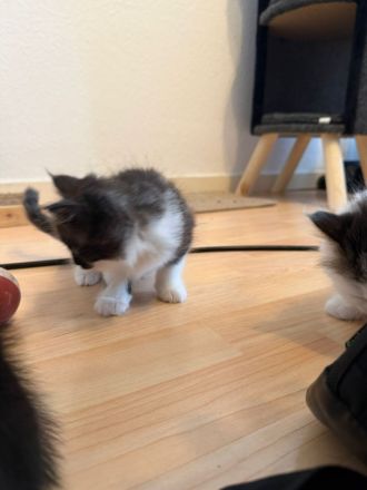 Drei zuckersüße Mai-Kitten (Birma/Ragdoll-Mix) suchen ab August ein Traumzuhause!
