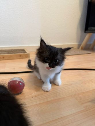 Drei zuckersüße Mai-Kitten (Birma/Ragdoll-Mix) suchen ab August ein Traumzuhause!