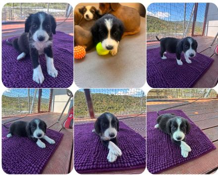 8 süße Welpen (Liv, Nala, Zoe, Abby, Bettie, Val, Laura, Aleko) suchen ein Zuhause
