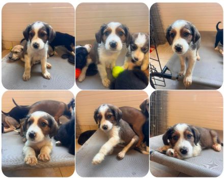 8 süße Welpen (Liv, Nala, Zoe, Abby, Bettie, Val, Laura, Aleko) suchen ein Zuhause