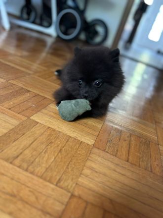 Pomeranian Hündin, 1 Jahr alt, sucht neues Zuhause