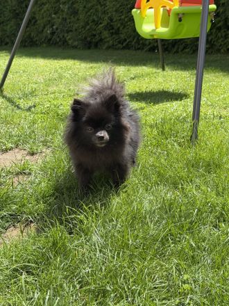 Pomeranian Hündin, 1 Jahr alt, sucht neues Zuhause