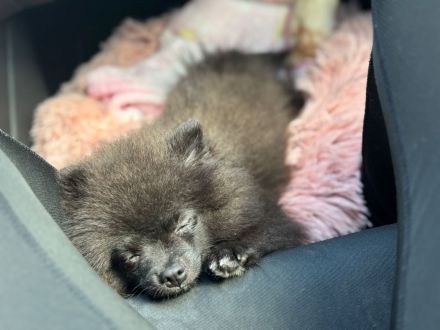 Pomeranian Hündin, 1 Jahr alt, sucht neues Zuhause