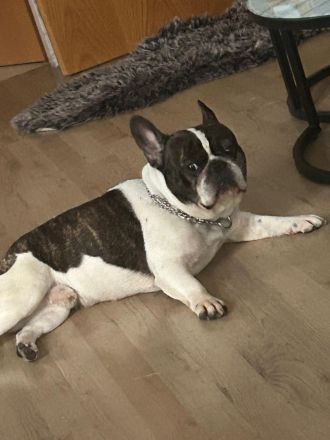 Französische Bulldoggen Rüden