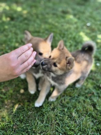 Pomsky Inu Welpen (Pomsky * Shiba Inu)
