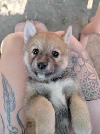 Pomsky Inu Welpen (Pomsky * Shiba Inu)
