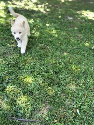 Pomsky Inu Welpen (Pomsky * Shiba Inu)