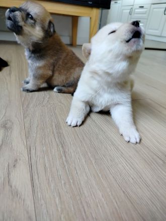 Pomsky Inu Welpen (Pomsky * Shiba Inu)