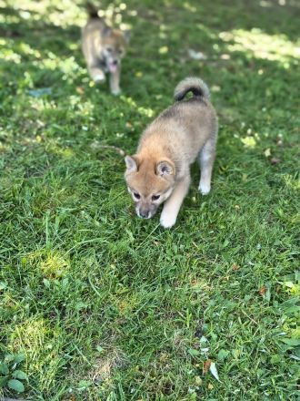 Pomsky Inu Welpen (Pomsky * Shiba Inu)