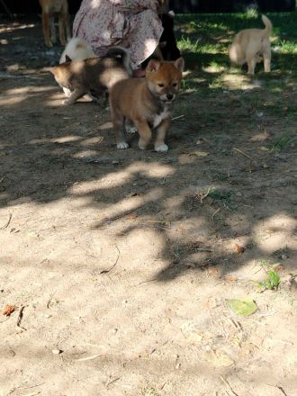 Pomsky Inu Welpen (Pomsky * Shiba Inu)