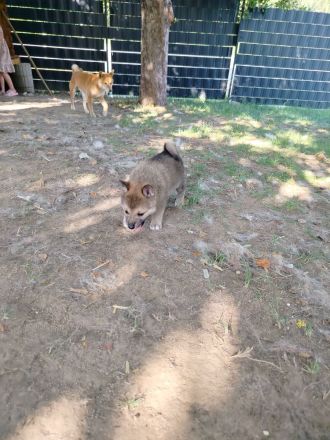 Pomsky Inu Welpen (Pomsky * Shiba Inu)