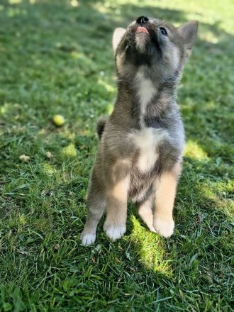 Pomsky Inu Welpen (Pomsky * Shiba Inu)
