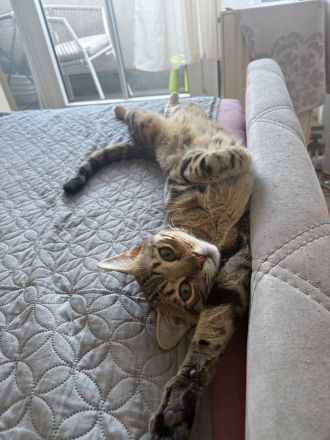 Bengal Kater