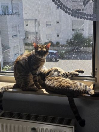 Bengal Kater