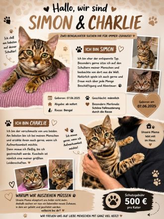 Bengal Kater