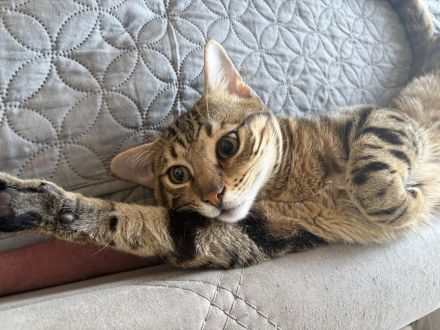 Bengal Kater