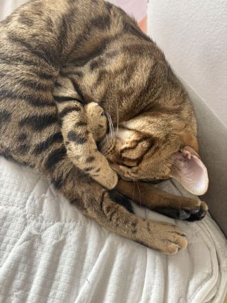 Bengal Kater