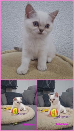BKH silver shaded Kitten abzugeben ab sofort