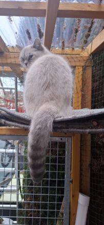 BKH silver shaded Kitten abzugeben ab sofort