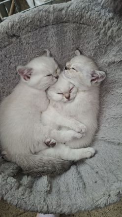 BKH silver shaded Kitten abzugeben ab sofort