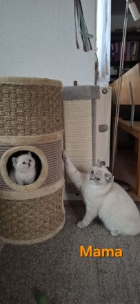 BKH silver shaded Kitten abzugeben ab sofort