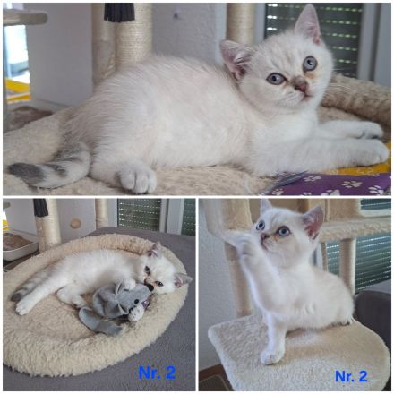 BKH silver shaded Kitten abzugeben ab sofort