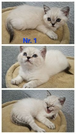 BKH silver shaded Kitten abzugeben ab sofort